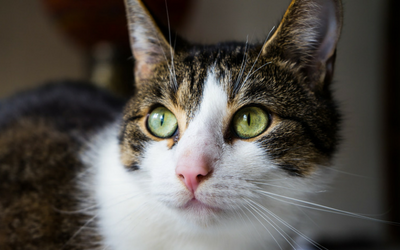 Ulcerative Keratitis in Cats