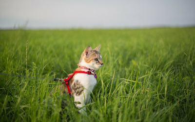 Teaching and Training a Deaf Cat