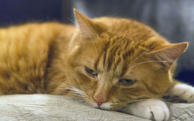 Von Willebrand's Disease in Cats