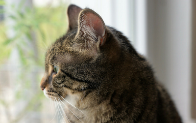 Prostatic Disease in Cats 