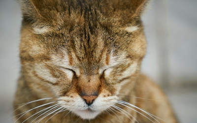 Feline Upper Respiratory Infection