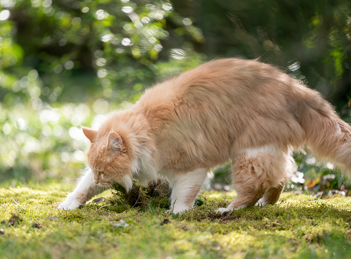 Capillaria in Cats