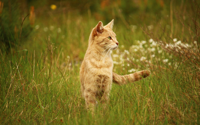 How to Bathe Cats with Medicated Shampoo