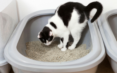 Gastroenteritis in Cats