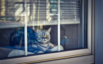 Indoor Cats and Infectious Disease