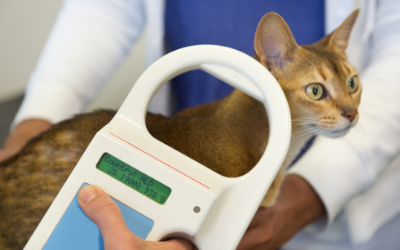 Microchipping Your Cat