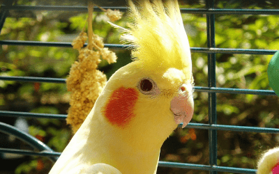 Transporting Your Bird - Car and Air Travel