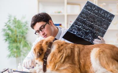 Vestibular Disease in Dogs