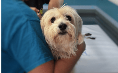 Blood Transfusion Reactions in Dogs