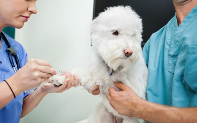 Hemophilia A & B in Dogs