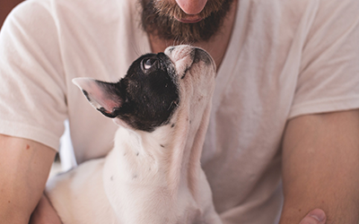 Giving Pills to Dogs 