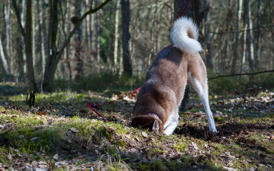 Why Do Dogs Bury Bones? 