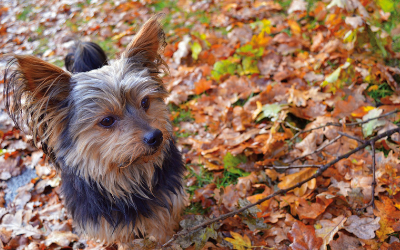 How to Bathe Dogs with Medicated Shampoo