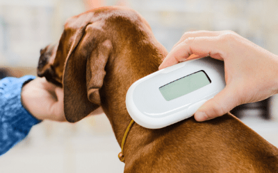 Microchipping Your Dog