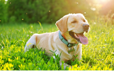 Heartworm Disease in Dogs