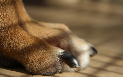 How to Trim a Dog's Nails 