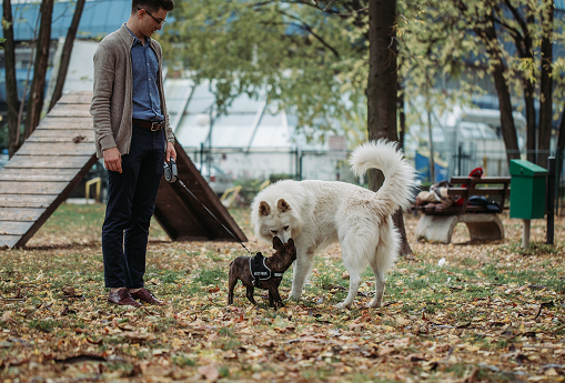 Proper Etiquette at the Dog Park 