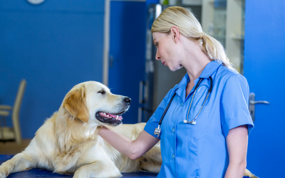 Giving Liquid Medication to Dogs