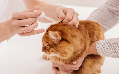 Inner Ear Infection (Otitis Interna) in Cats