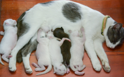 Eclampsia in Cats