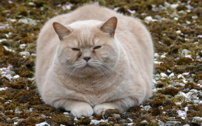 Feeding Mature, Senior, and Geriatric Cats