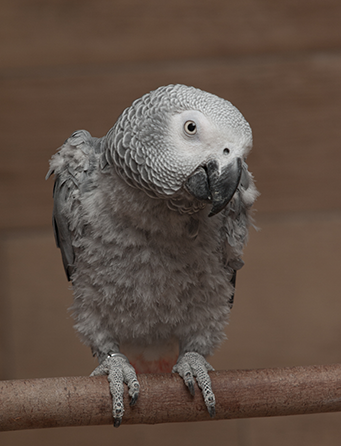 Feather Problems in Birds