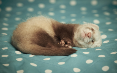 Fleas in Ferrets