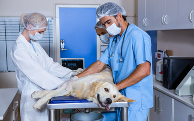 Icterus (Jaundice) in Dogs