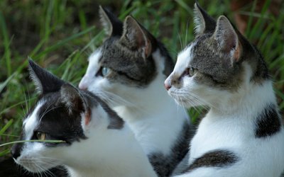 Feline Immunodeficiency Virus (FIV)