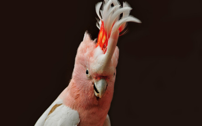 Cockatoos - General Information