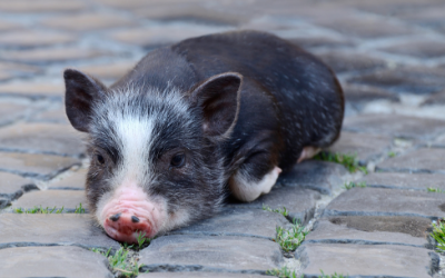 Feeding Your Mini-Pig