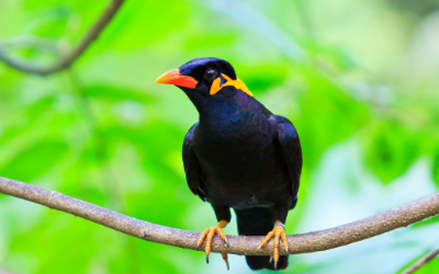 Feeding Pet Mynah Birds 