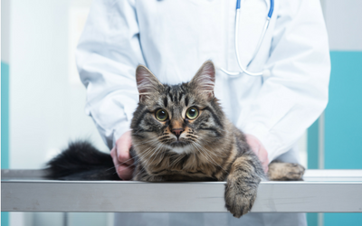 Meningitis in Cats