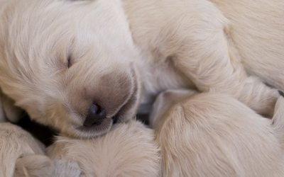 Caring for Orphaned Puppies