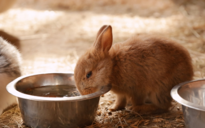 Feeding Your Rabbit