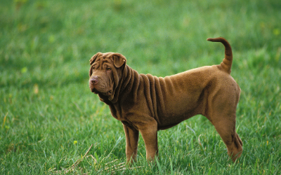 Shar-Pei Recurrent Fever Syndrome