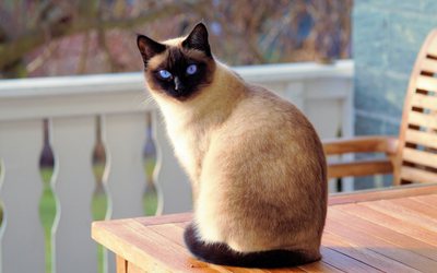 Mammary Tumors in Cats