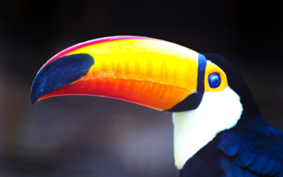 Toucans and Toucanettes - Feeding