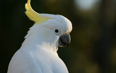 Molting in Birds 