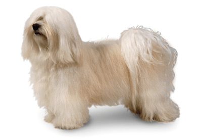 Havanese dog breed picture