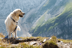 hiking with dog 