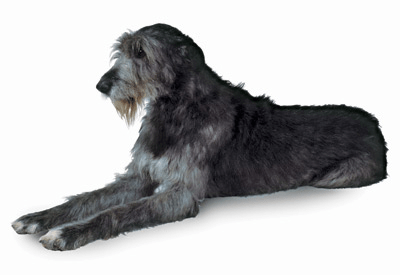 Irish Wolfhound dog breed picture