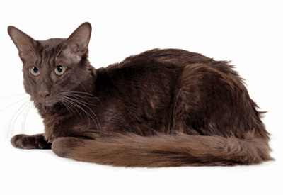 Javanese cat breed picture