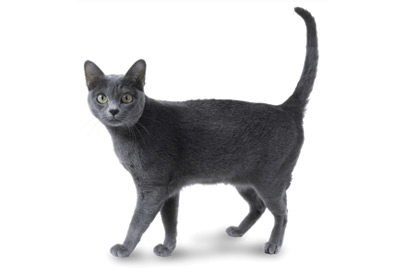 Korat cat breed picture