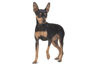 Miniature Pinscher dog breed picture