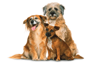 Mixed Breed dog breed picture