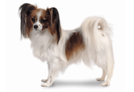 Papillon dog breed picture