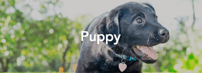 Black lab puppy outside with tongue out