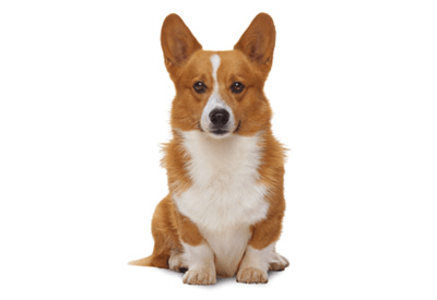 Pembroke Welsh Corgi dog breed picture