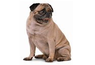 Pug dog breed picture